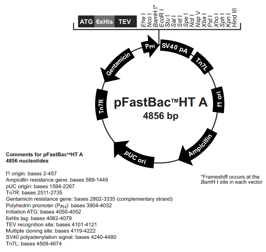 pFastBacHT B 载体图谱